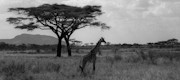 Photos Tanzanie